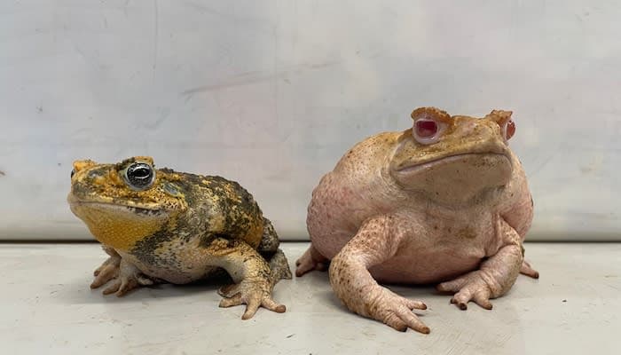A couple of frogs sitting next to each other