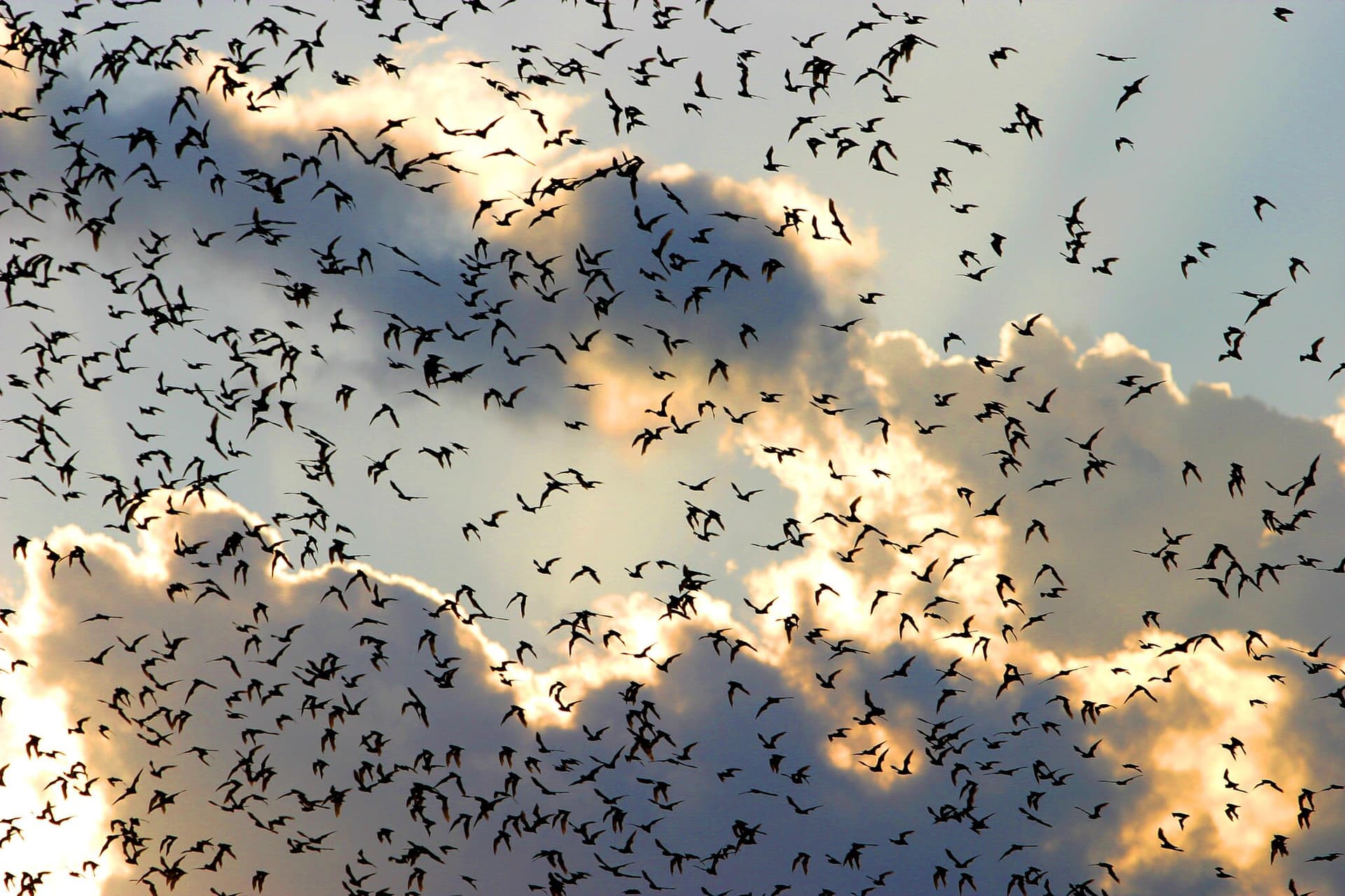 A flock of birds flying through a cloudy sky