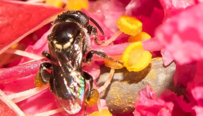 A close up of a bee on a flower