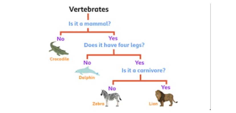 A diagram of different types of vertebrotes