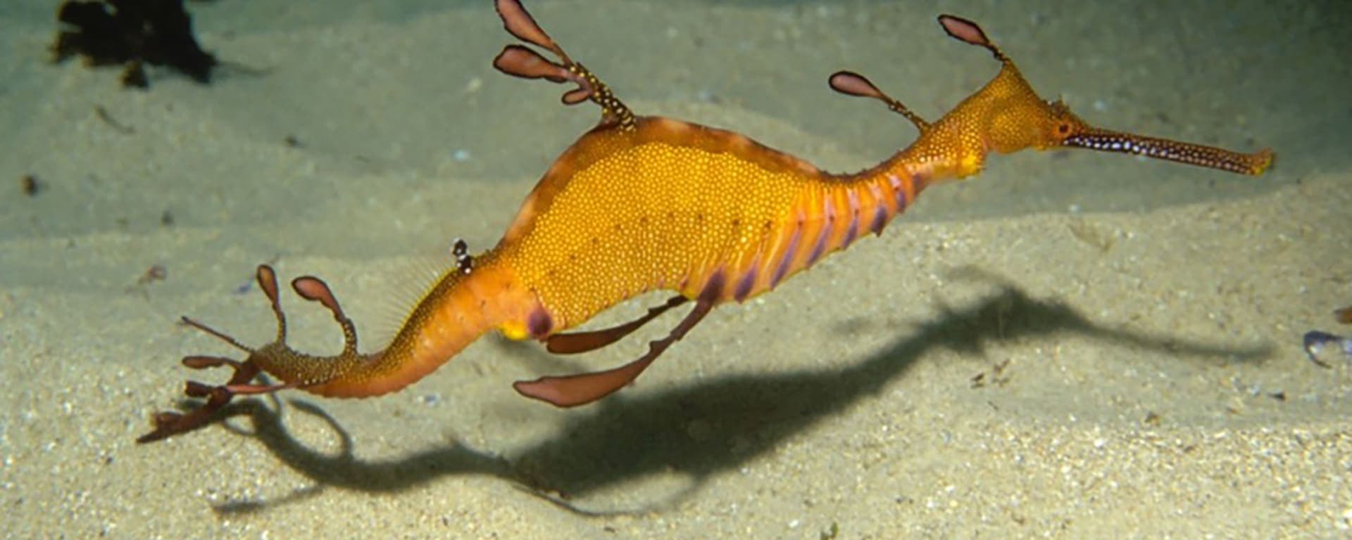 A yellow sea horse is swimming in the water