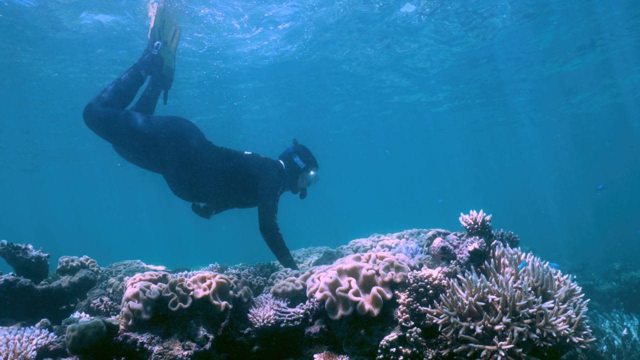A person in a wet suit swimming in the ocean