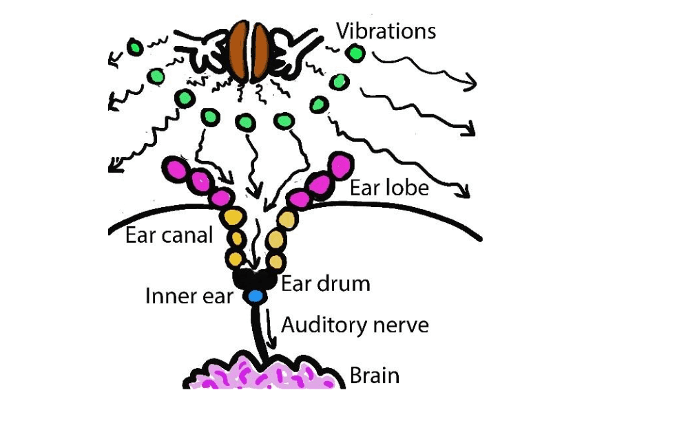 A diagram of the structure of a plant