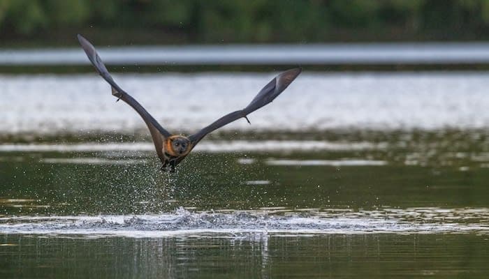 A bird flying over a body of water